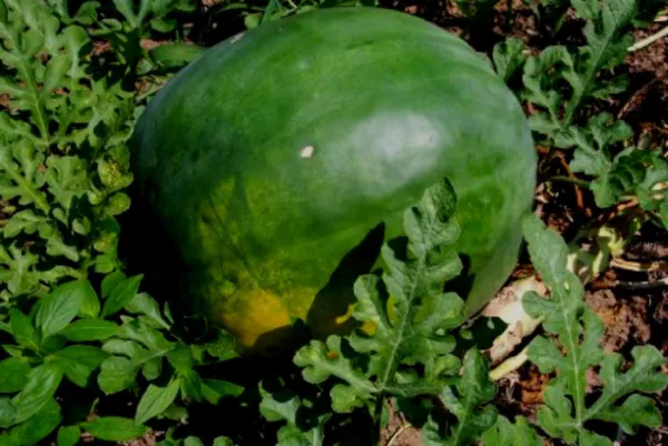 USA Seller FreshFlorida Giant Watermelon 50213 Pounds 12 Seeds - $12.98