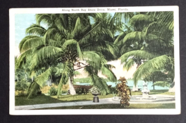 Along North Bay Shore Drive Scenic View Royal Palms Miami Florida Postcard 1920s - £3.92 GBP