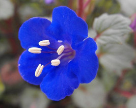 200 California Bluebell Wild Canterbury Blue Bell Phacelia Campanularia Seeds Fr - $10.60