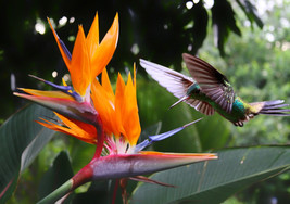 Grow 5 Tropical Bird Of Paradise Strelitzia Reginae Crane Flower Houseplant Seed - £6.80 GBP