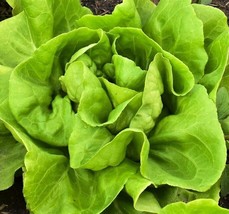 Fresh Seeds Buttercrunch Lettuce Seeds 50 - $8.58