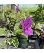 Variegated Purple Bougainvillea Live Plantpaper Flower 7 Inch Tall In 4 ... - $20.97