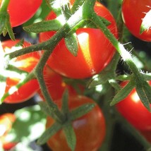 USA Seller Organic Sweet Baby Tomato - $9.00