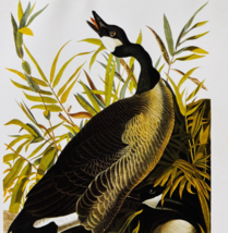 1979 Canada Goose Color Plate Print Audubon Birds Of America Vintage Art... - $13.50