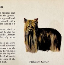 Yorkshire Terrier 1939 Yorkie Dog Breed Art Ole Larsen Color Plate Print... - $42.01 CAD