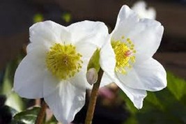 15 White Christmas Rose Helleborus Flower Seeds Winter Blooming Perennial From U - $8.35