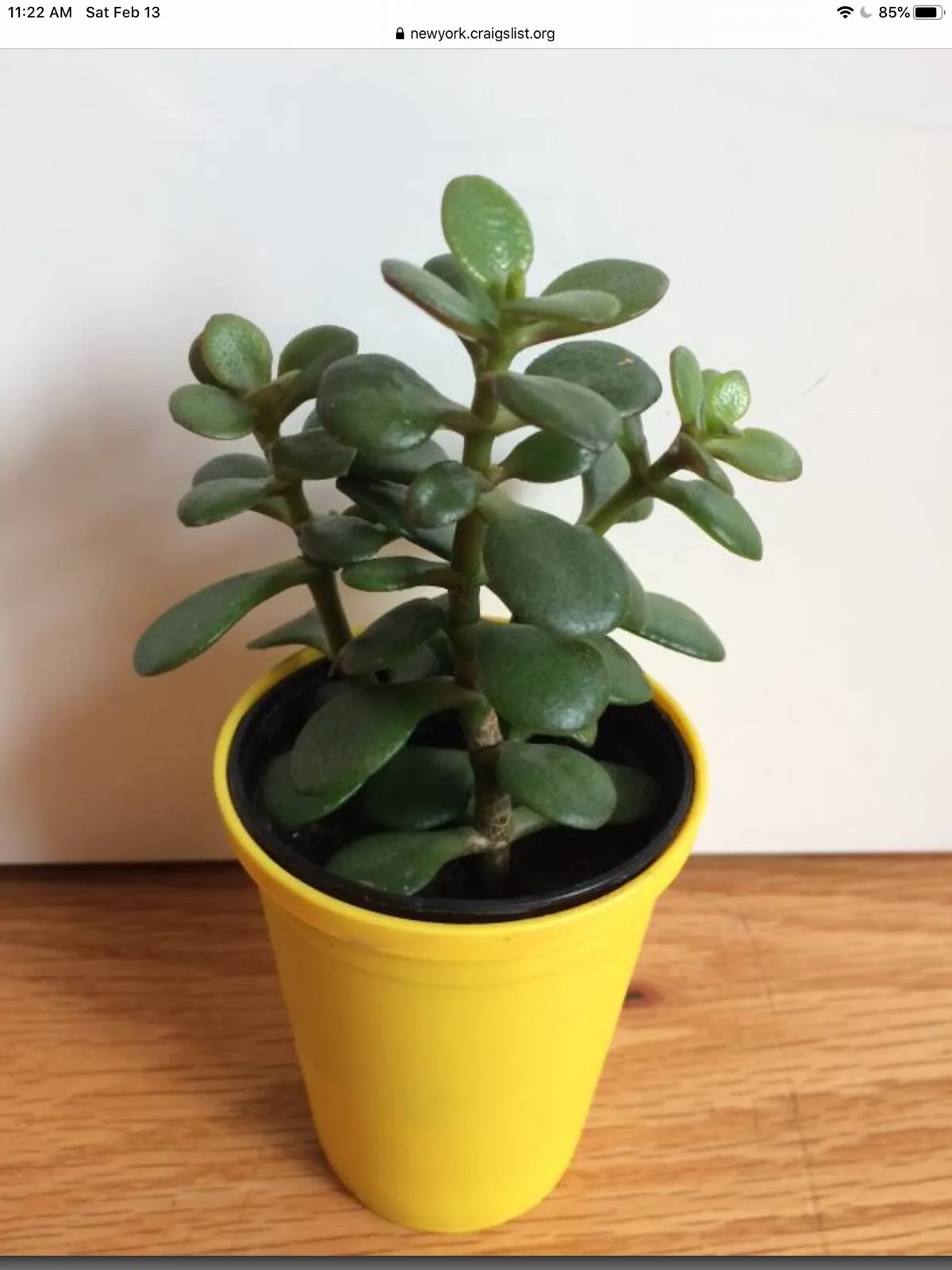 TH 6 jade plants live succulent - $14.78
