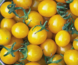 20 Pc Seeds Chello Yellow Cherry Tomato Plant, Tomato Seeds for Planting | RK - £13.21 GBP