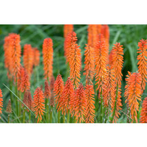 Kniphofia Elvira 50 Seeds Red Hot Poker Torch Lily Elvira Flowers Beautiful - £5.31 GBP