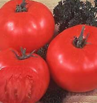 30 Pc Seeds Beefsteak Tomato Vegetable Plant, Tomato Seeds for Planting | RK - £21.50 GBP