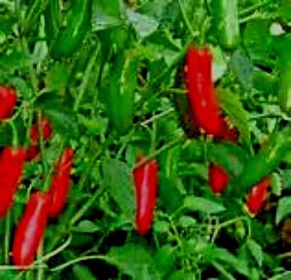 USA Seller FreshSerrano Hot Pepper Seeds - $12.98