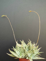 RARE ALOE DORAN BLACK dorian hybrid exotic color agave succulent seed 10 SEEDS - £7.16 GBP