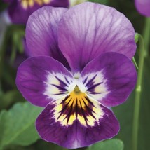 Viola Seeds Viola Endurio Pink Purple Shades 50 Seeds Garden USA - £8.97 GBP