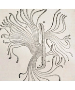 1903 Spruce Destroying Beetle Wood Engraving Agriculture Larval Mines F6D - $24.99