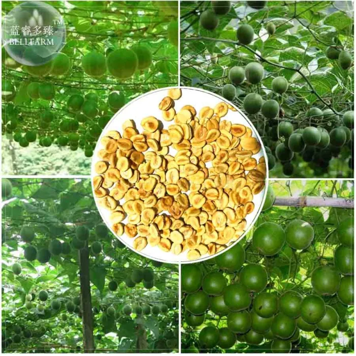 Siraitia grosvenorii Luo Han Guo Seeds, 10 Seeds  - £6.86 GBP