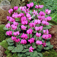 Xianv&#39; Pink Cyclamen Seeds 5 Seeds Fresh - $3.44