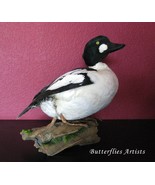 Common Goldeneye Bucephala Clangula Real Bird Mount Taxidermy Scientific... - $17,011.14 MXN