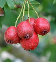 10 Hawthorn Seeds - Crataegus pinnatifida - Chinese Hawthorn Tree TCM Herb Fruit - £6.37 GBP