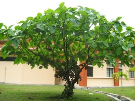 BStore Elephant Ear Fig Tree Ficus Auriculata Organic 10 Seeds - £6.41 GBP