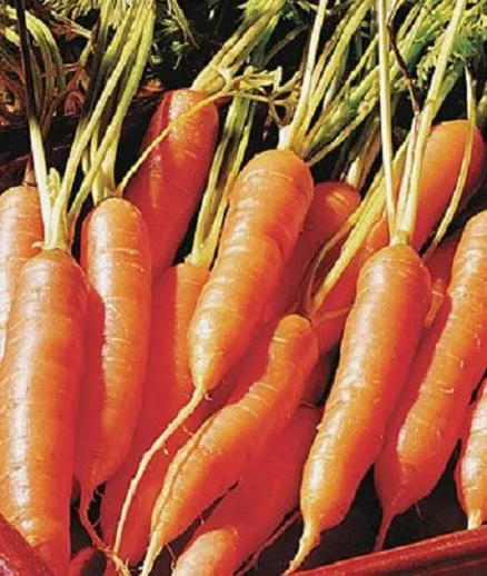 3 000 Carrot Seeds Little Finger Carrots Seeds Garden - £7.08 GBP