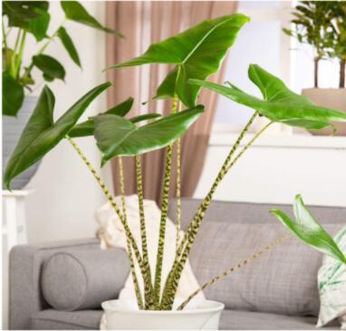 100Pcs Alocasia Zebrina Elephants Ear Seeds Bright Green Leaves Spot Ste... - $11.82