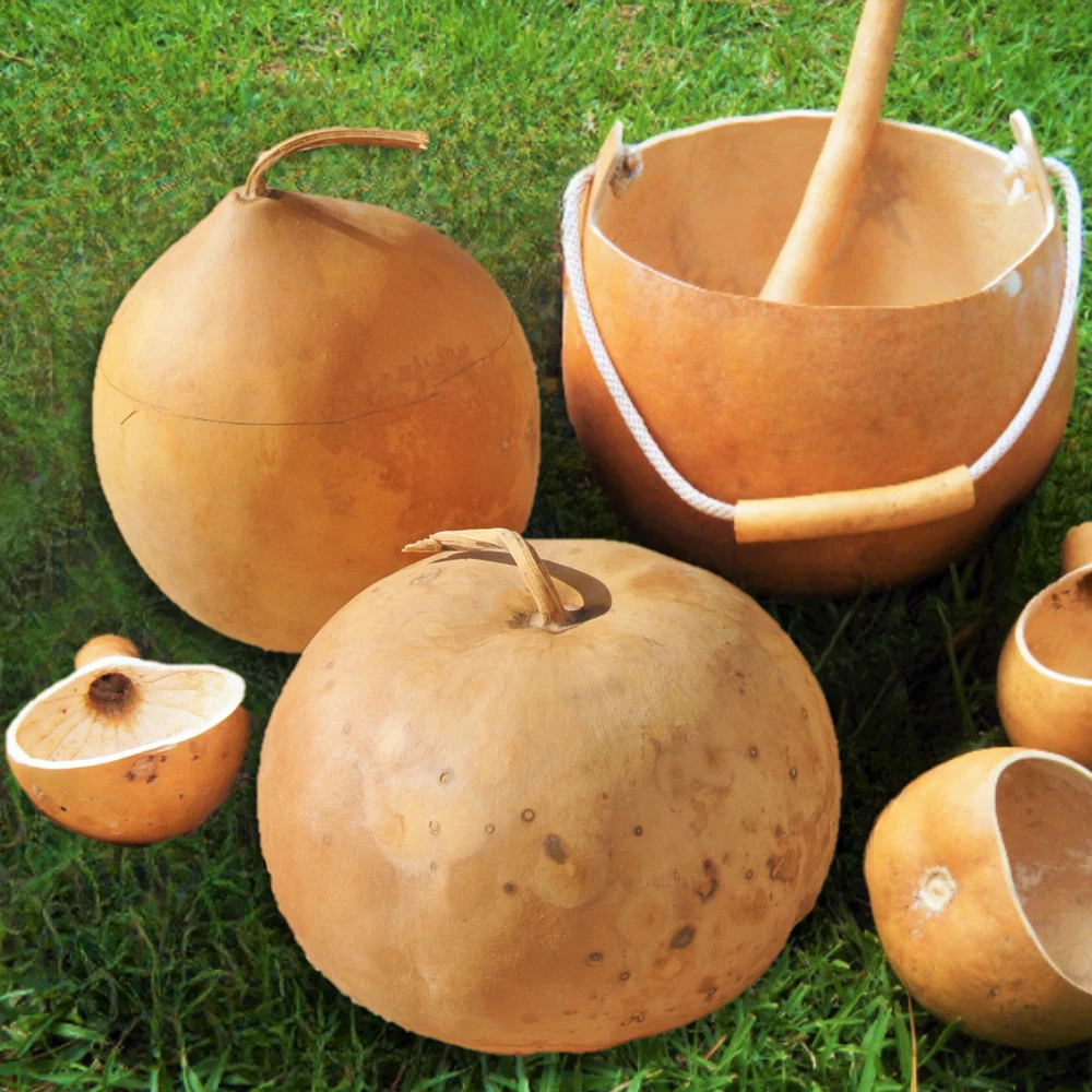 Bushel Gourd Hard Shelled African Basket Bowl Bottle Gourds Seed - $100.65 MXN
