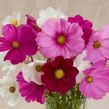 35 Cosmos Versalles Mix Flower Seeds Long Lasting Annualdrought Tolerant Fresh S - $23.64