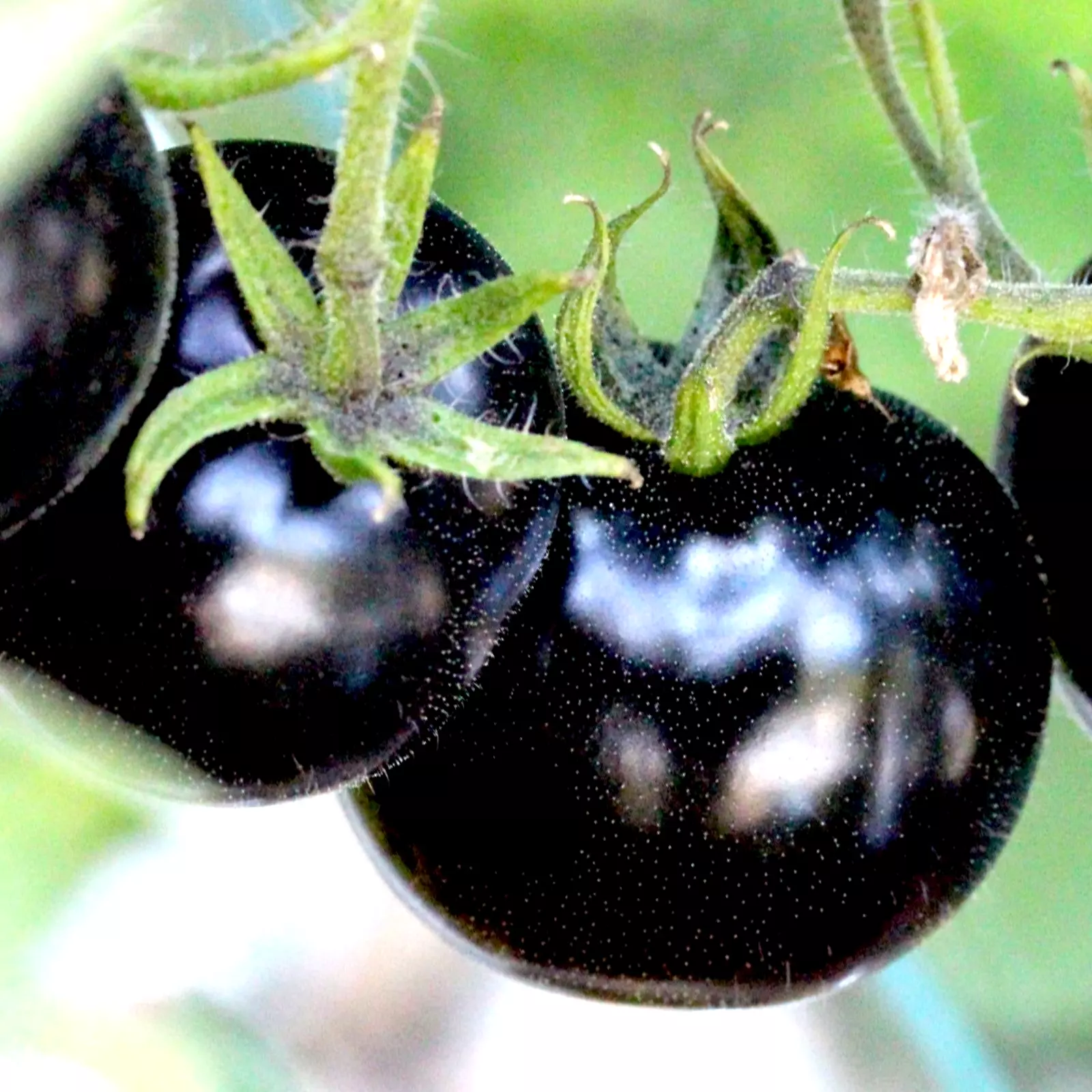 75+ EUROPEAN BLACK CHERRY TOMATOES SEEDS SWEET TASTY HEIRLOOM NON-GMO RA... - $23.09