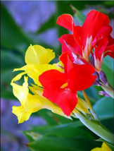 Canna Indica Mixed Seeds - 50 Seeds Easy To Grow Seed - £5.60 GBP