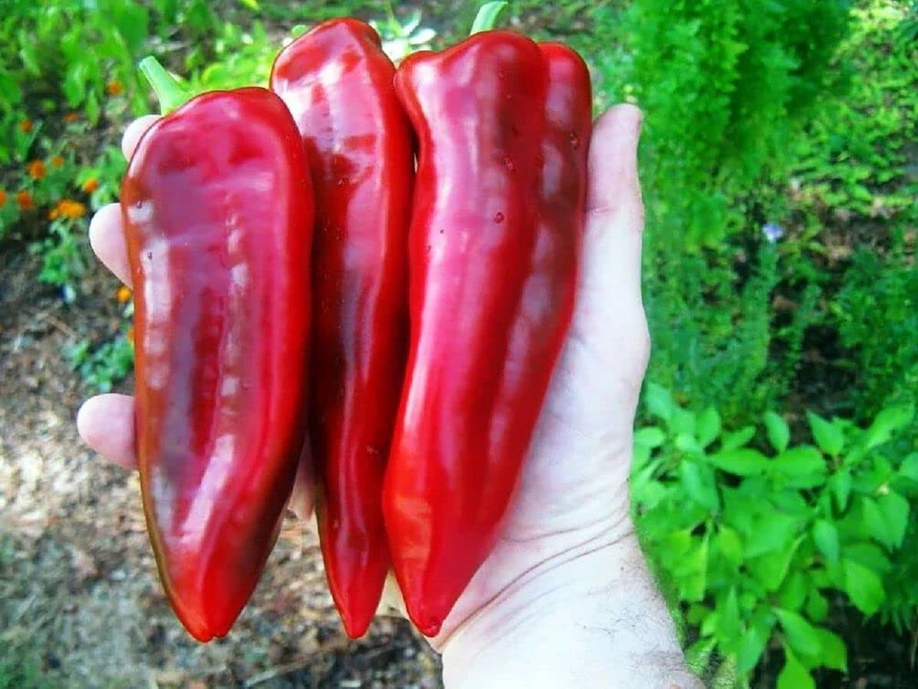 Marconi Red Sweet Pepper Seeds (20) / FLORIDA GROWN / XL / Fantastic flavor - $7.94