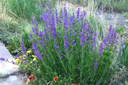 Penstemon Blue Flower Rocky Mountain 275 Fresh Seeds - $13.99