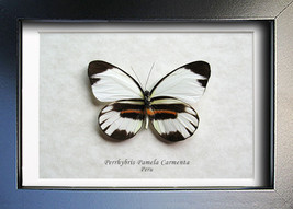 Rain Forest Perrhybris Pamela Real Butterfly Entomology Collectible Shad... - $44.99