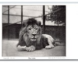 Lion at the Zoo In London England UK UNP DB Postcard London Zoological S... - $7.87