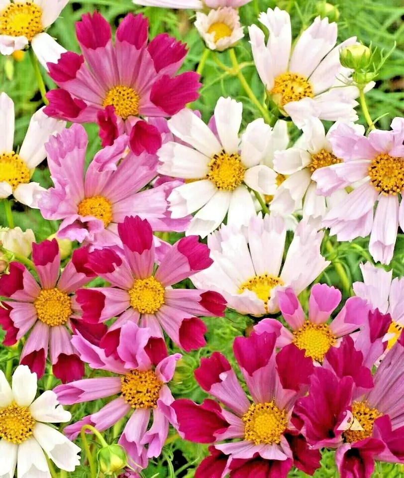 Cosmos Seashells Mix Wildflower 300 Seeds - £7.76 GBP