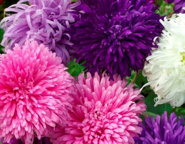 Giant California Aster Flower Seeds 50 Fresh Seeds - $4.47