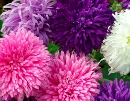 Giant California Aster Flower Seeds 50 Fresh Seeds - $6.11 CAD
