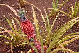 VP Singapore Red Pineapple for Garden Planting USA 15+ Seeds - $8.22
