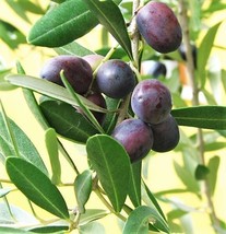 10 Canino Olive Tree Olea Europaea Edible European Common Green Black Fruit Seed - £11.66 GBP