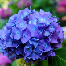 Champagne Hydrangea Light Purple and Light Blue Flowers 20 PCS Seeds - $11.54