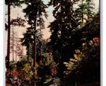 Luci E Ombre Woodland Park Seattle Washintgon Wa DB Cartolina U25 - $4.03