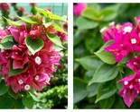Bougainvillea PINK PIXIE Small Well Rooted Starter Plant - $40.93