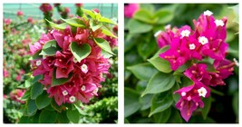 Bougainvillea PINK PIXIE Small Well Rooted Starter Plant - $40.93