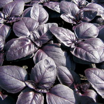 Basil Red Rubin Herb Basil 240 Seeds - $5.00