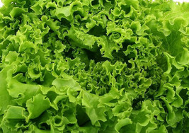 BStore Grand Rapids Tbr Lettuce Seeds 450 Seeds Non-Gmo - $7.59