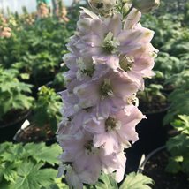 25 Magic Fountains Cherry Blossom W/White Bee Delphinium Seeds Flower Perenni - £14.19 GBP