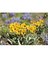 50 Arrowleaf Balsamroot Oregon Sunflower Balsamorhiza Sagittata Flower S... - $291.57 MXN