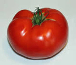 50 Seeds Rutgers Tomato Heirloom Tomatoes Juicy Vegetable Garden USA Shipping - $9.32