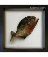 Razor Teeth Large Piranha Pygocentrus Nattereri Red Bellied Framed Taxid... - $128.99