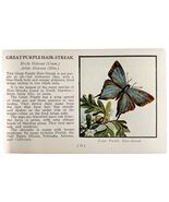 Great Purple Hair Streak Butterfly 1934 Butterflies America Insect Art P... - $10.00