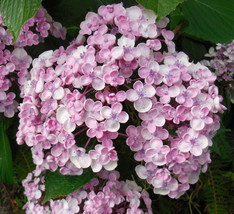 Hydrangea ‘Ayesha’ Unique Double-Petaled Cup-Shaped Flowers 1 Plant - $53.90